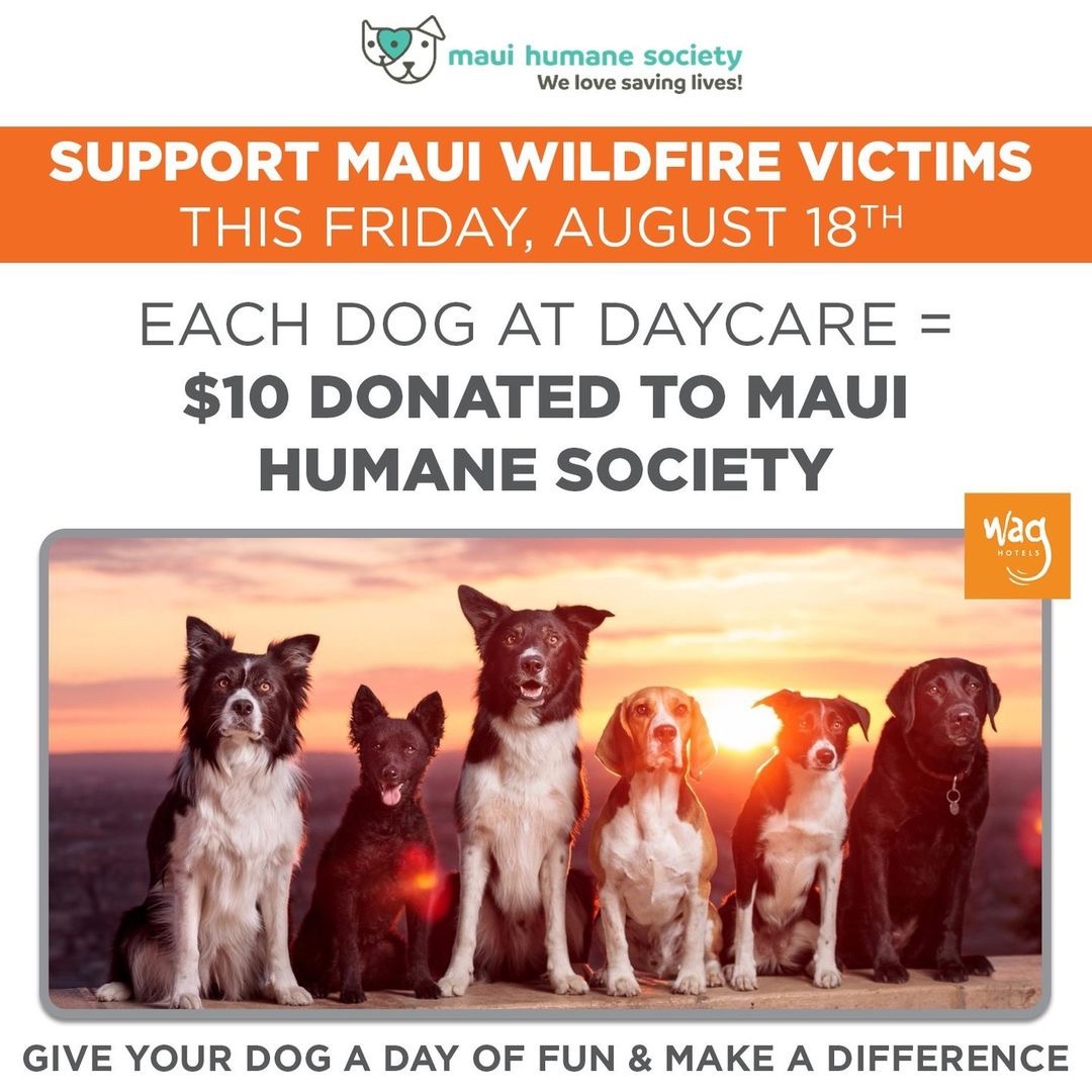 Uniting for a Paw-sitive Cause: A Heartfelt Fundraiser for Maui Humane